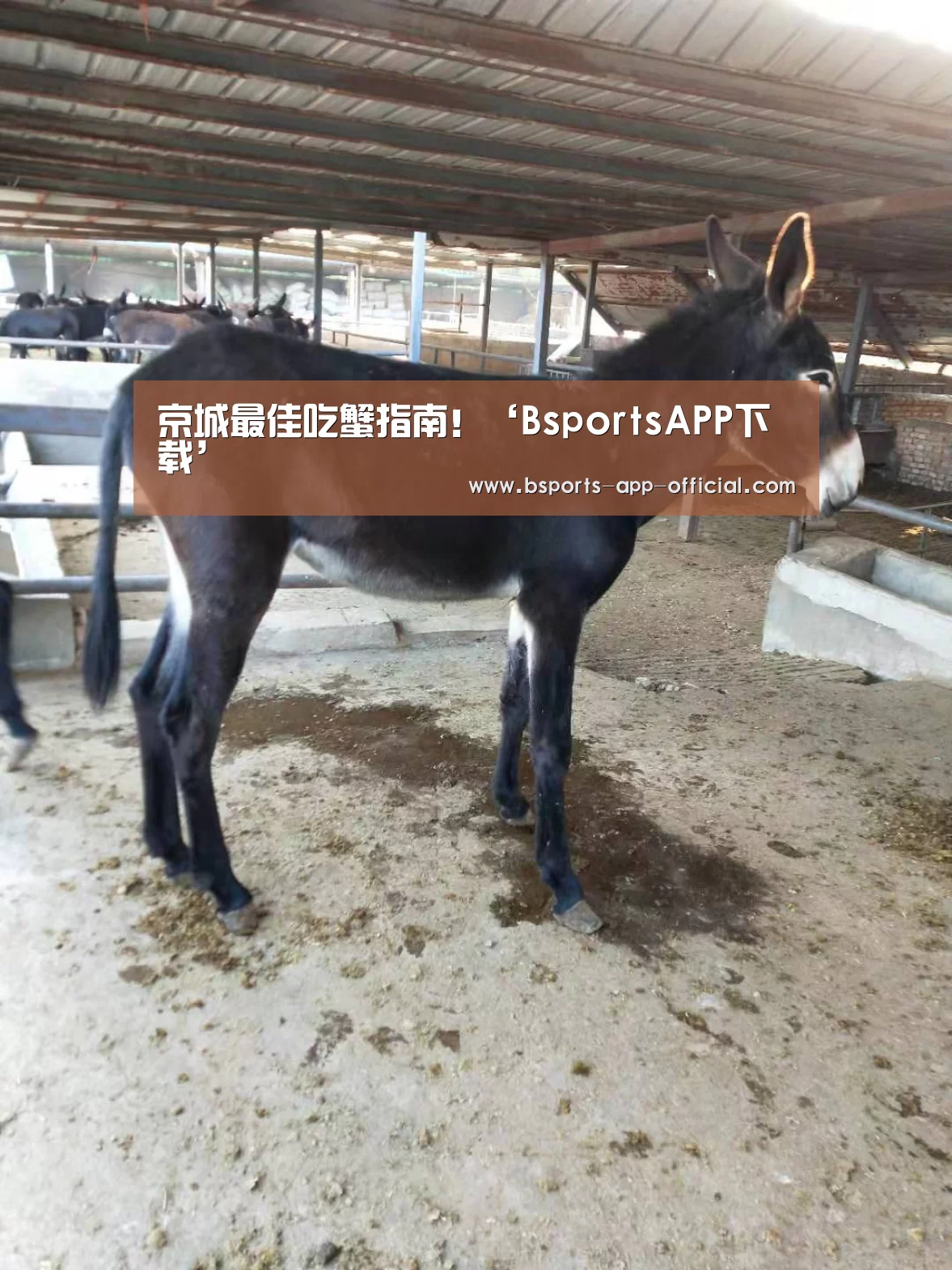 京城最佳吃蟹指南!‘BsportsAPP下载’(图1) BsportsAPP下载